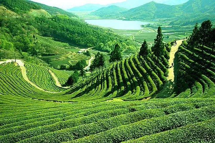 Assam